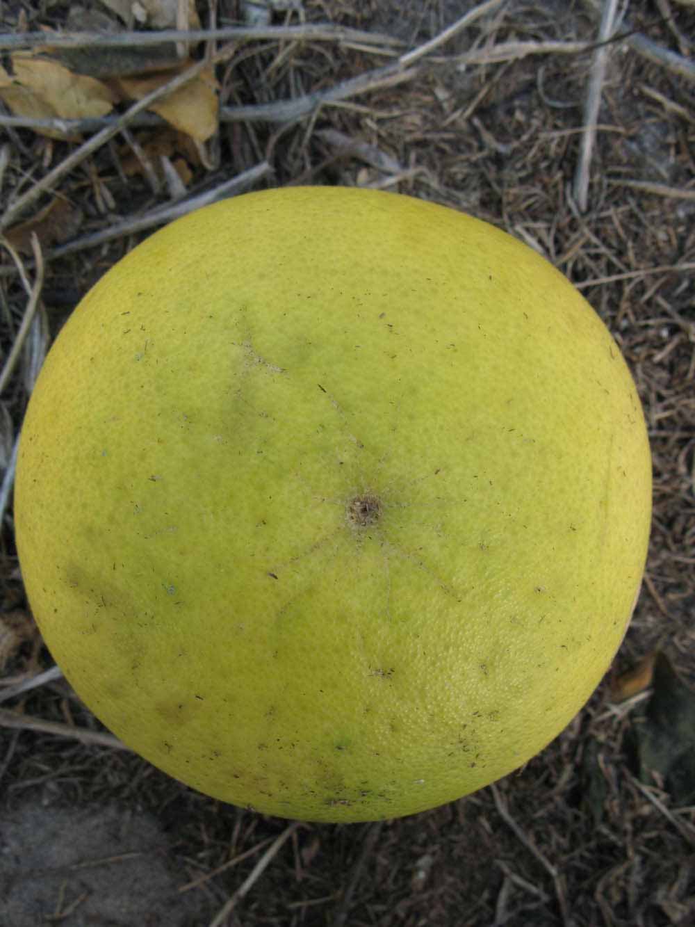            Fruit (Winter Haven, FL)   